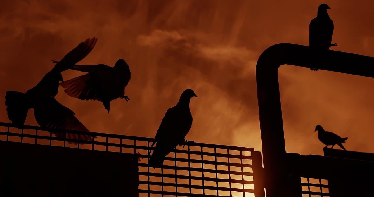 死神动漫下载,探索与体验之旅