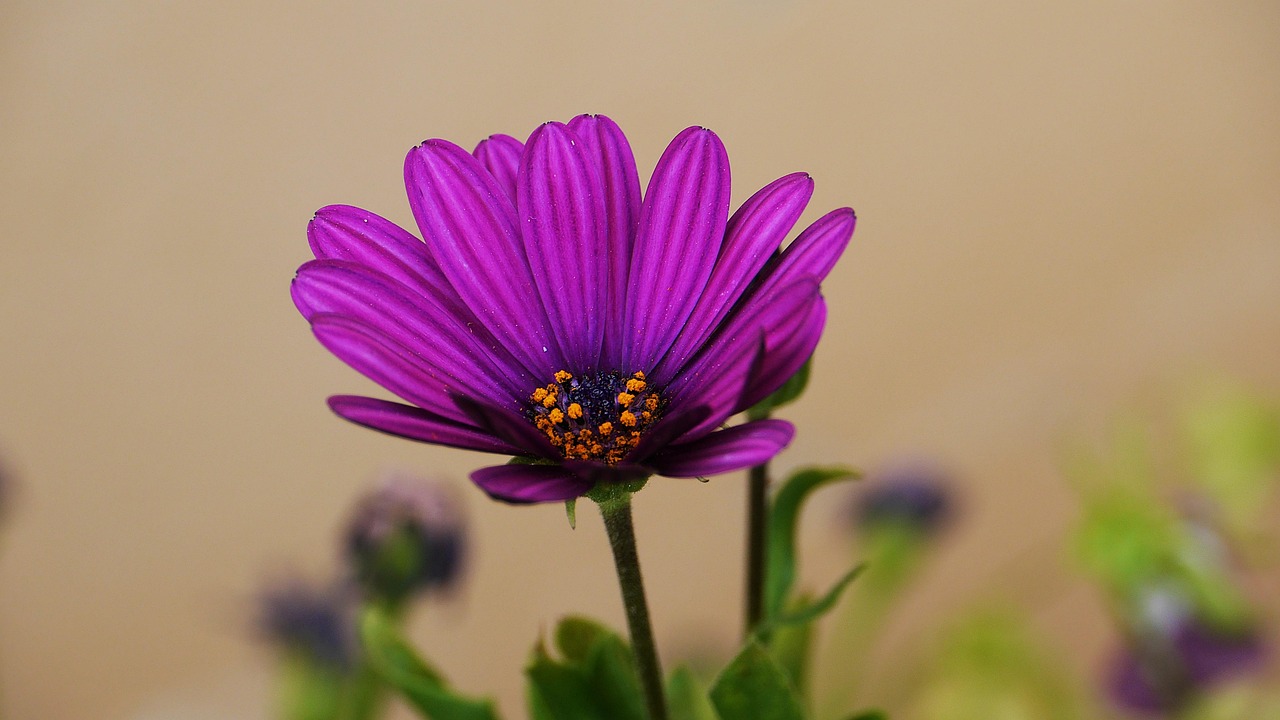 韩漫漫App最新动态及特色解析揭秘