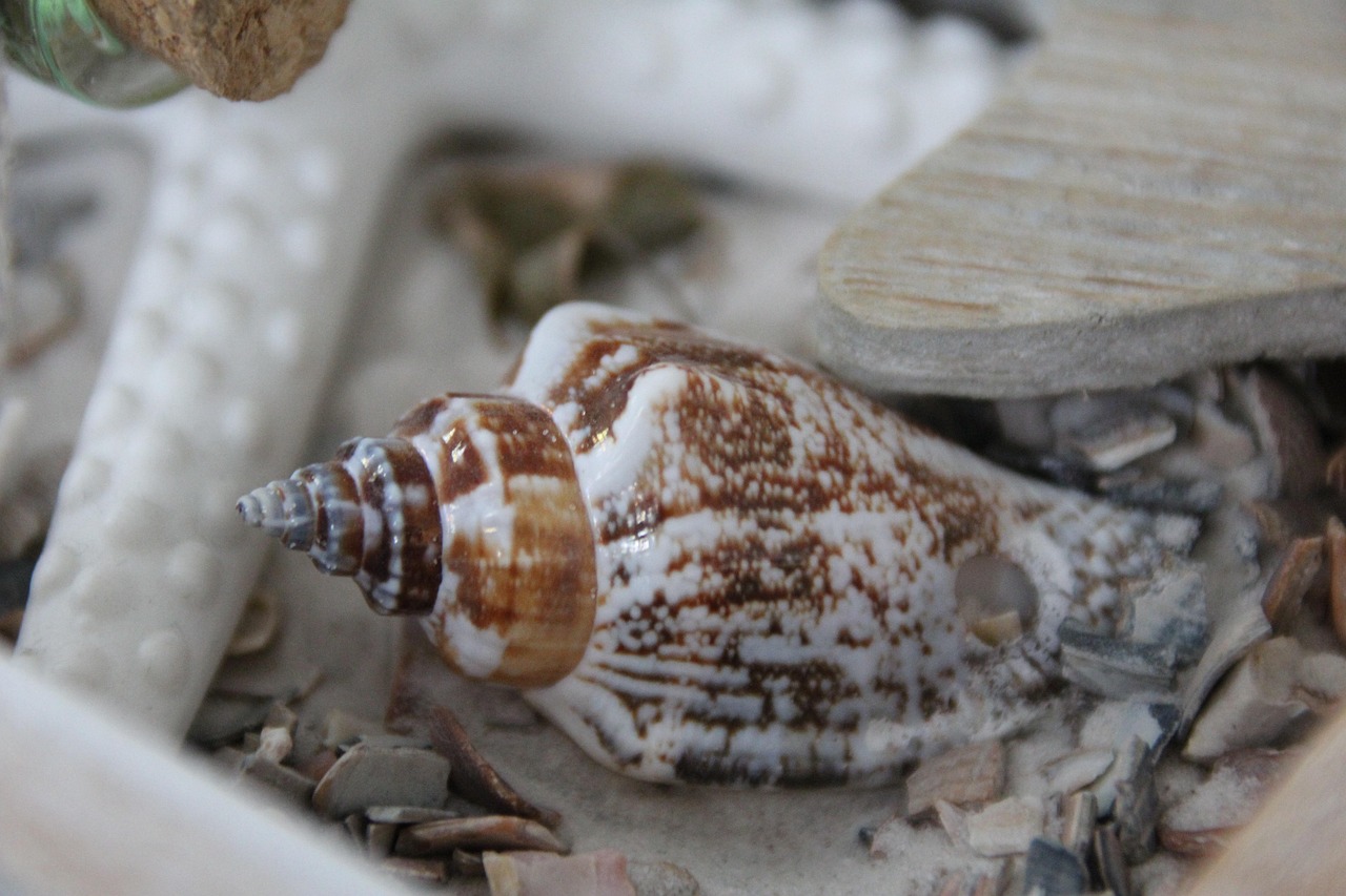 印度朗洞最新动态，探索与研究的发展前沿进展揭秘