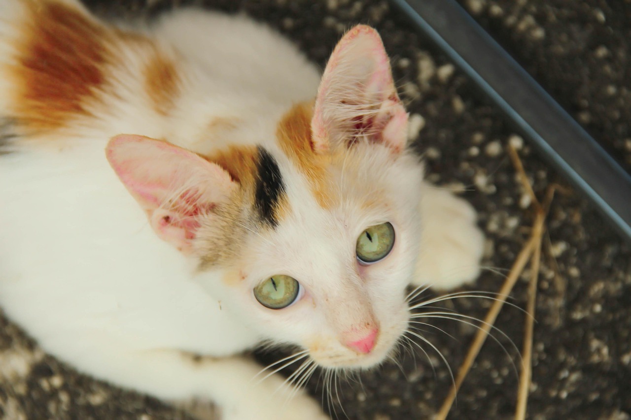 心动萌猫新篇章，奇幻猫咪世界之旅探索