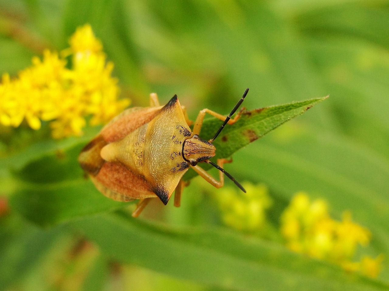 宁夏硒砂瓜上市时节,地理环境独特,果实美味诱人