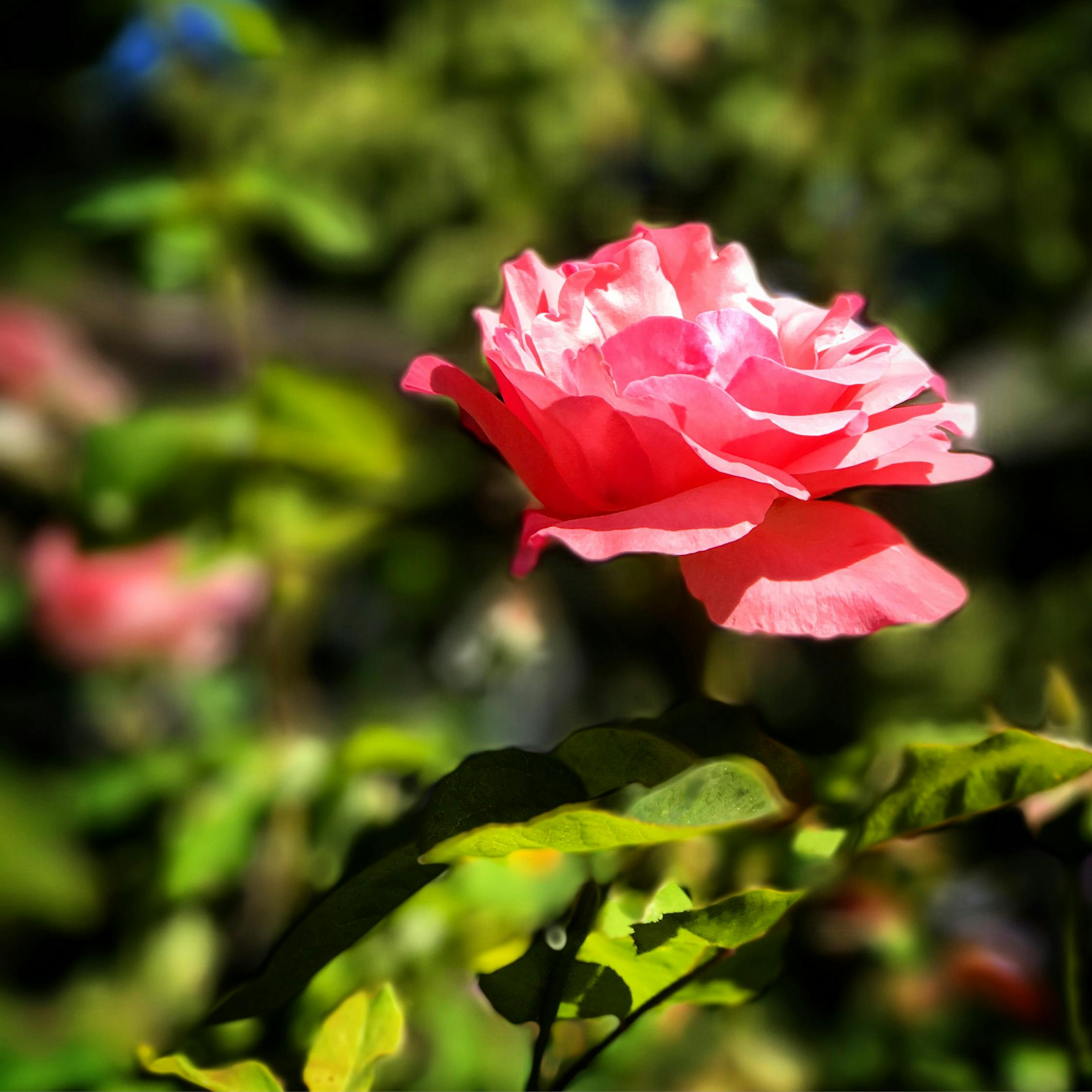 李艾璐最新动态，闪耀之星持续闪耀