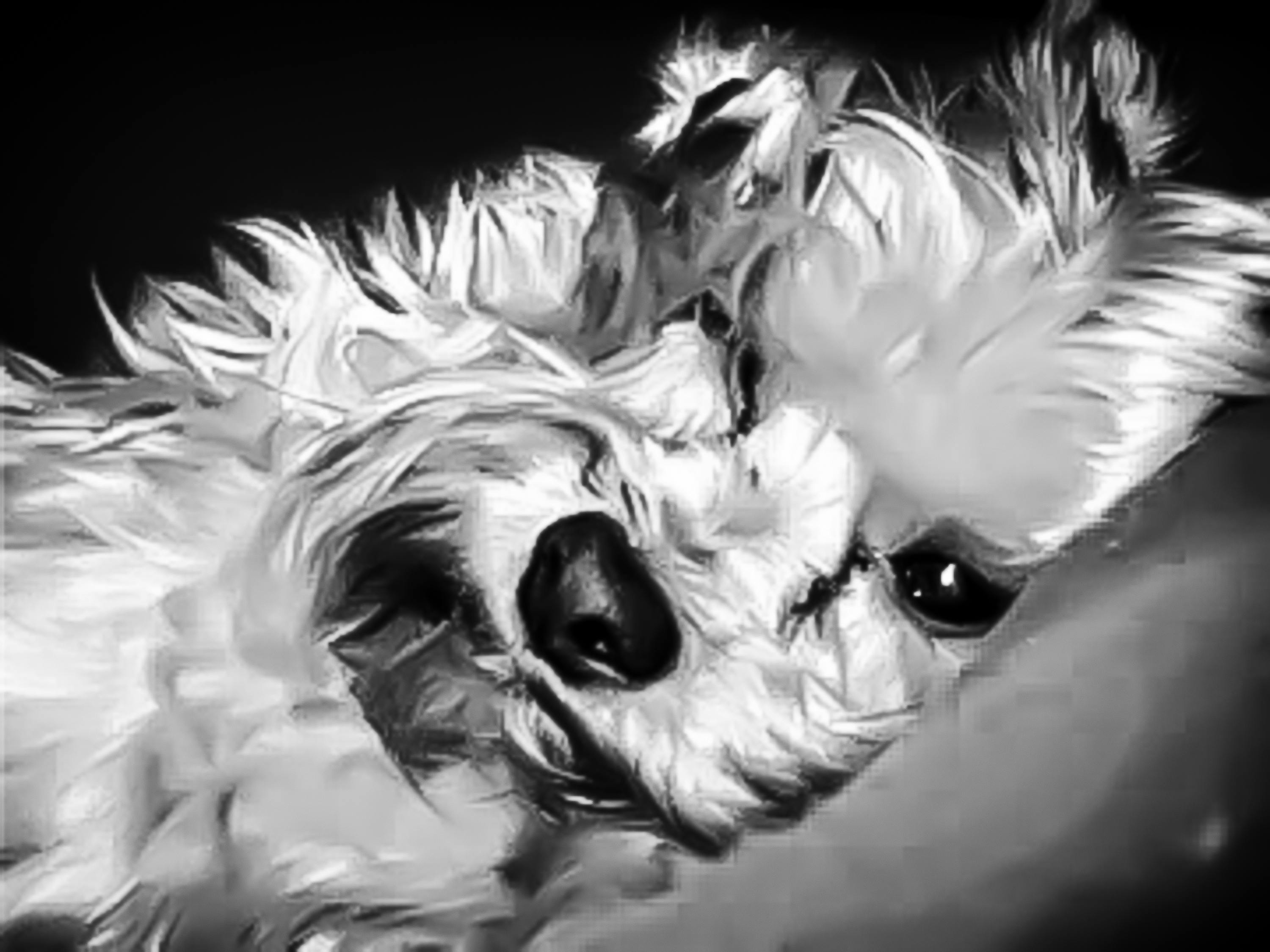 黑色系动漫壁纸的魅力与影响力