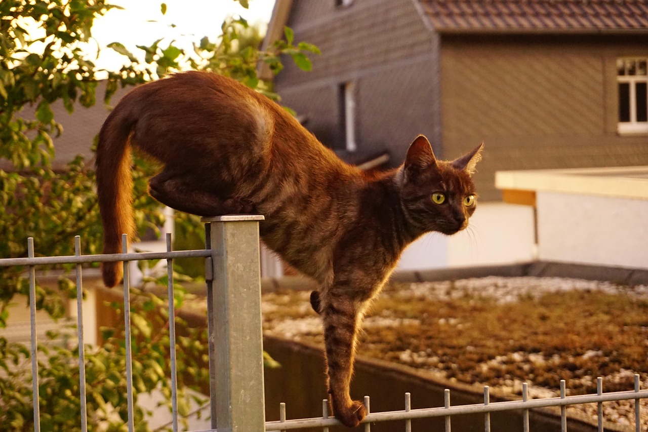 明星宠物猫，星光下的魅力猫影