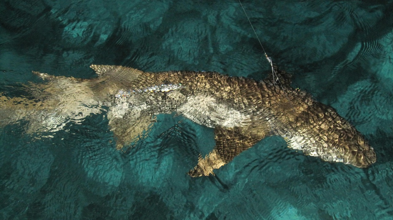 全新捕鱼版本发布，海洋世界的探索之旅