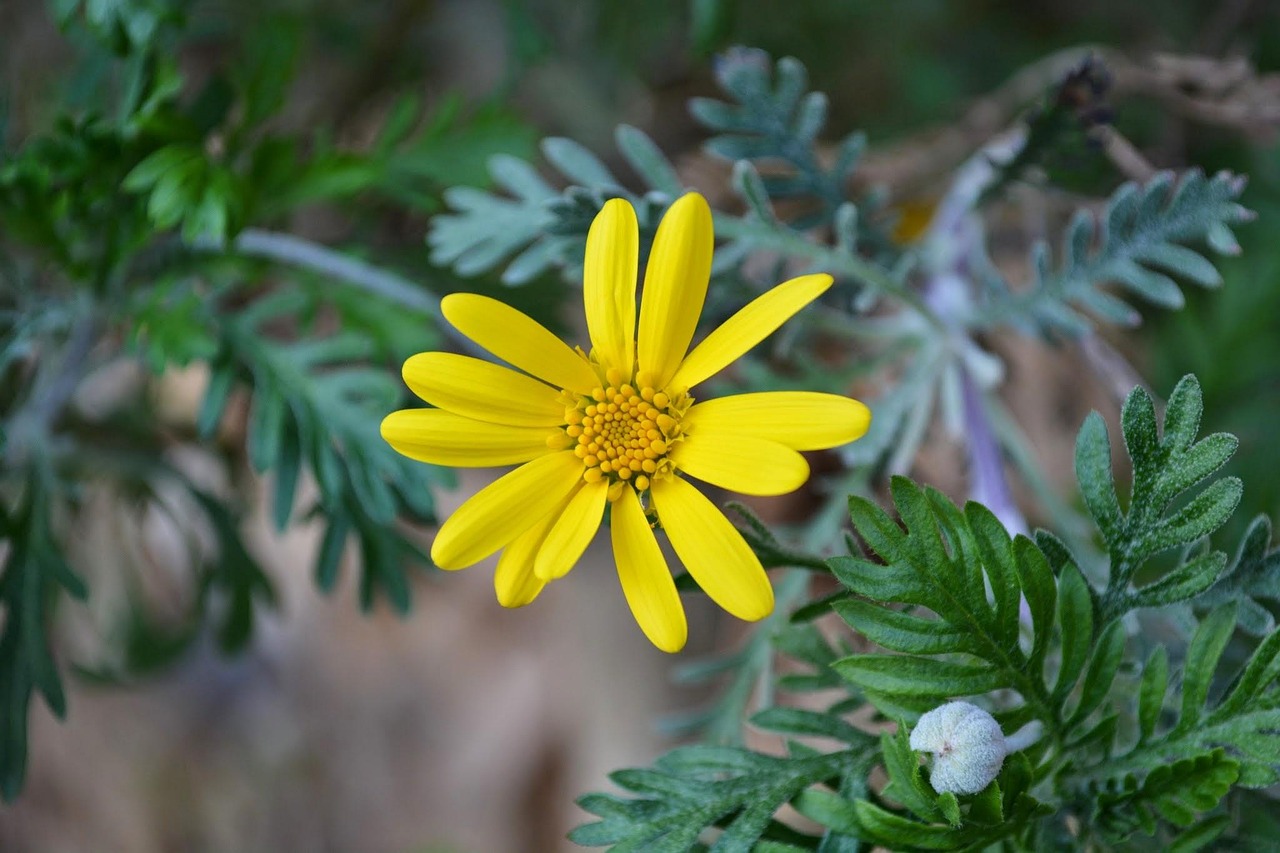 时达公司上市时间深度分析与预测，最新动态与预测上市日期揭晓