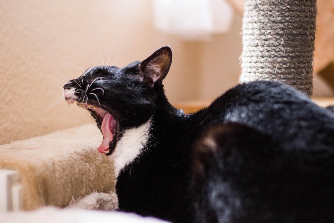 探索猫咪世界,无限魅力的最新发现