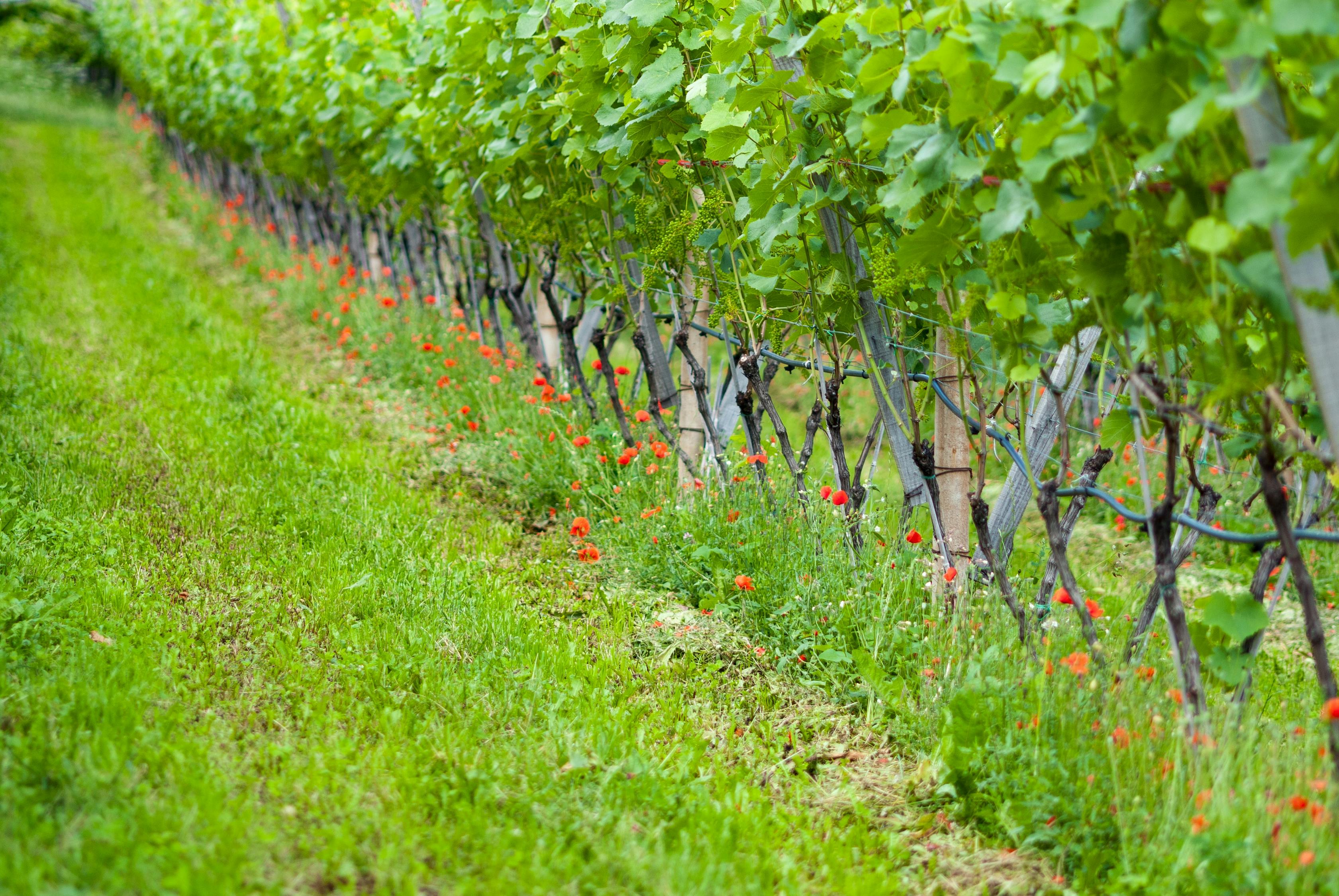 中药材种植上市公司,领航产业创新,筑建中医药发展基石