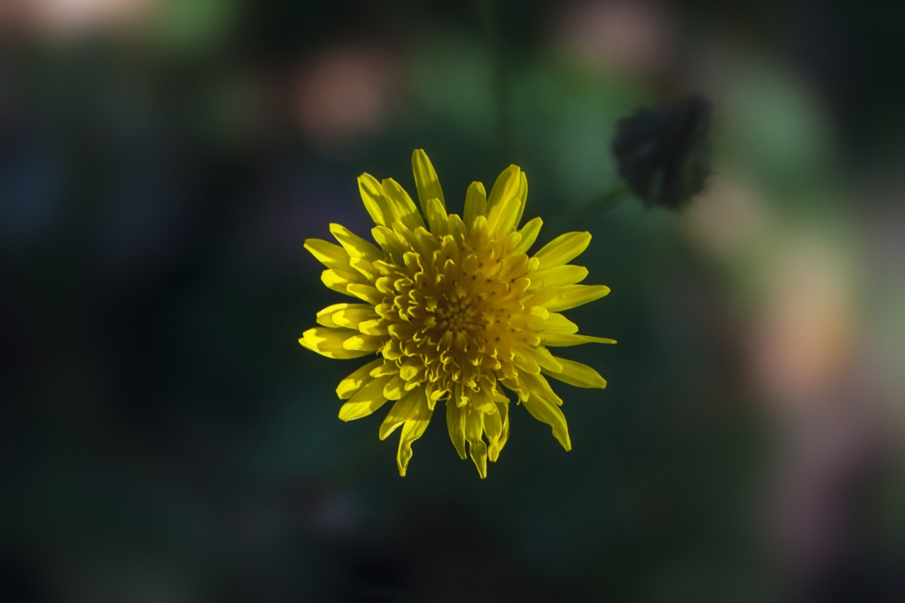 龙泉花园西区最新房价动态与市场洞察揭秘