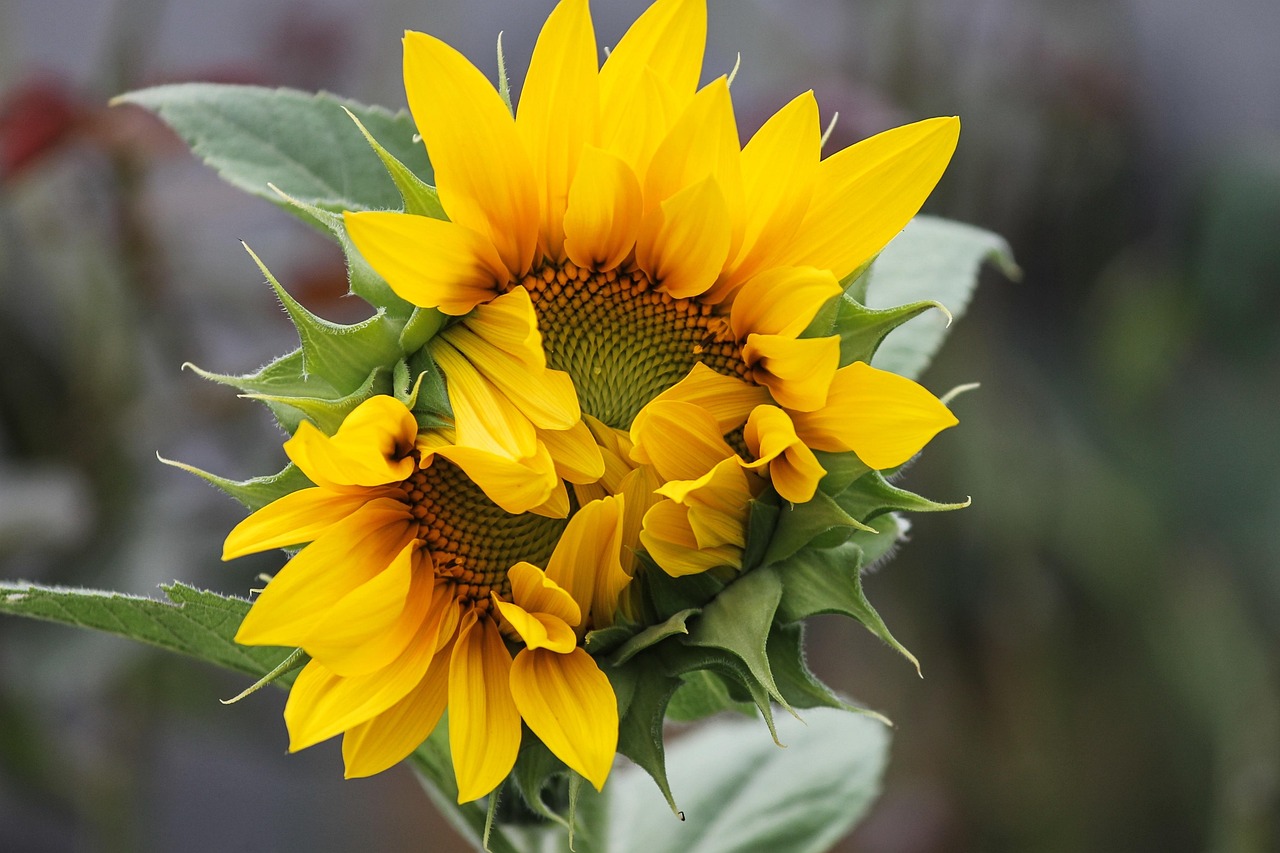 邓亚萍最新动态,赛场之外,依旧闪耀人生