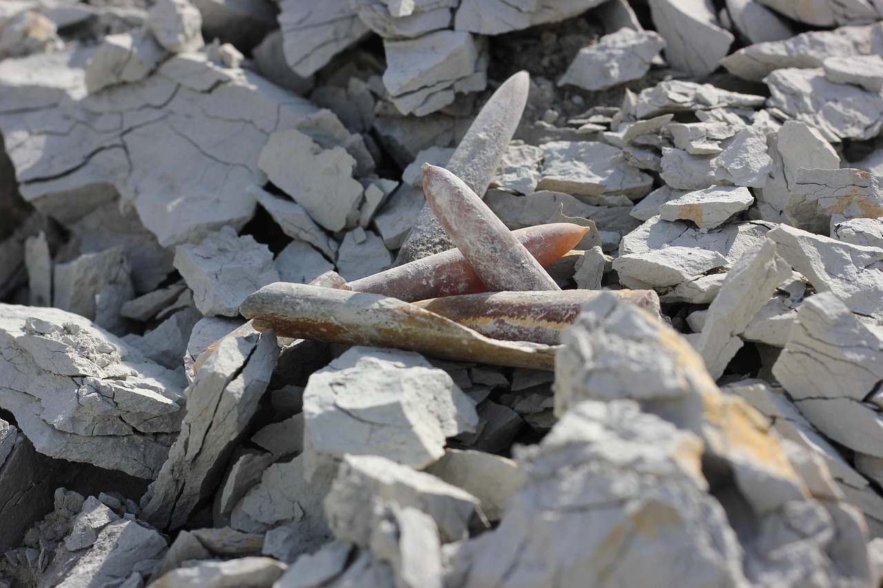 驻马店张昕最新动态，揭开新时代的序幕，展现最新进展