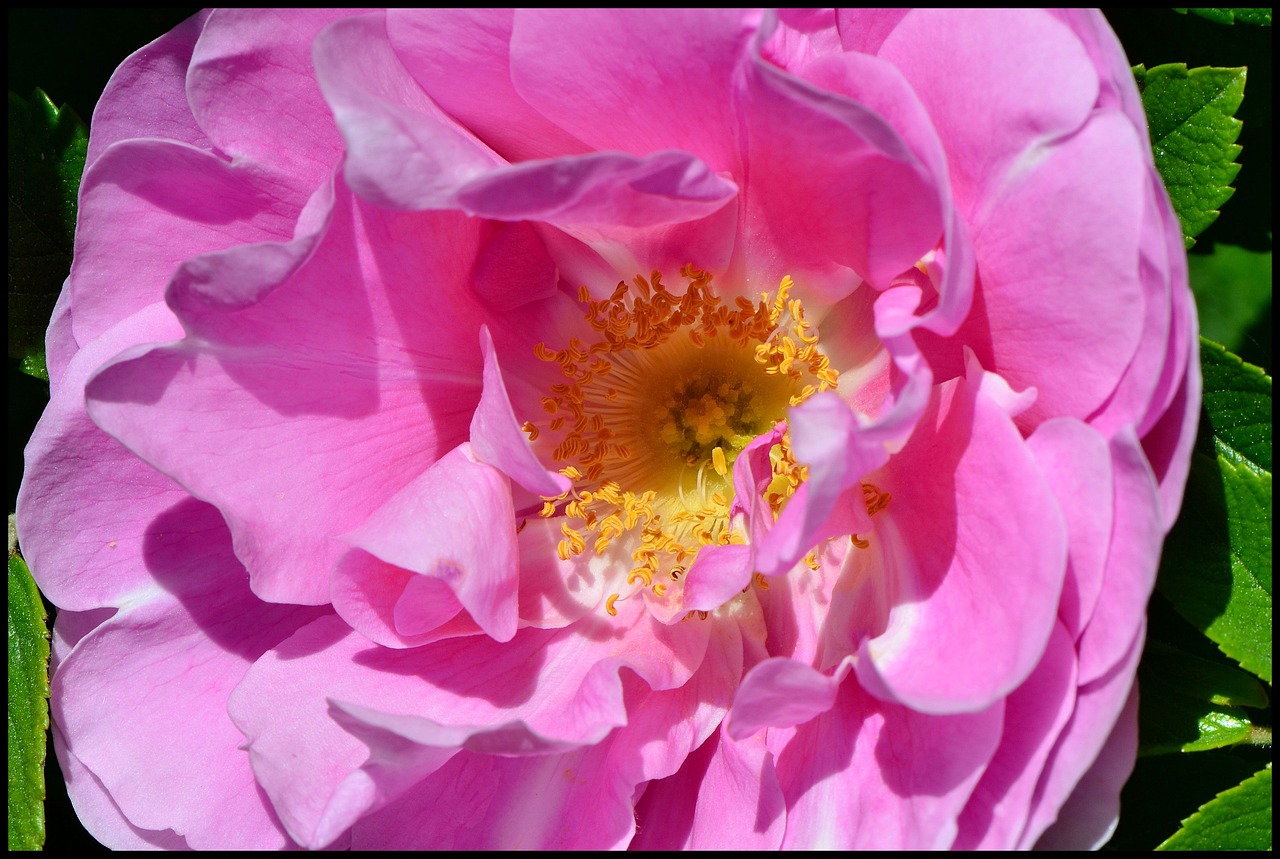 野玫瑰与海天的章节更新