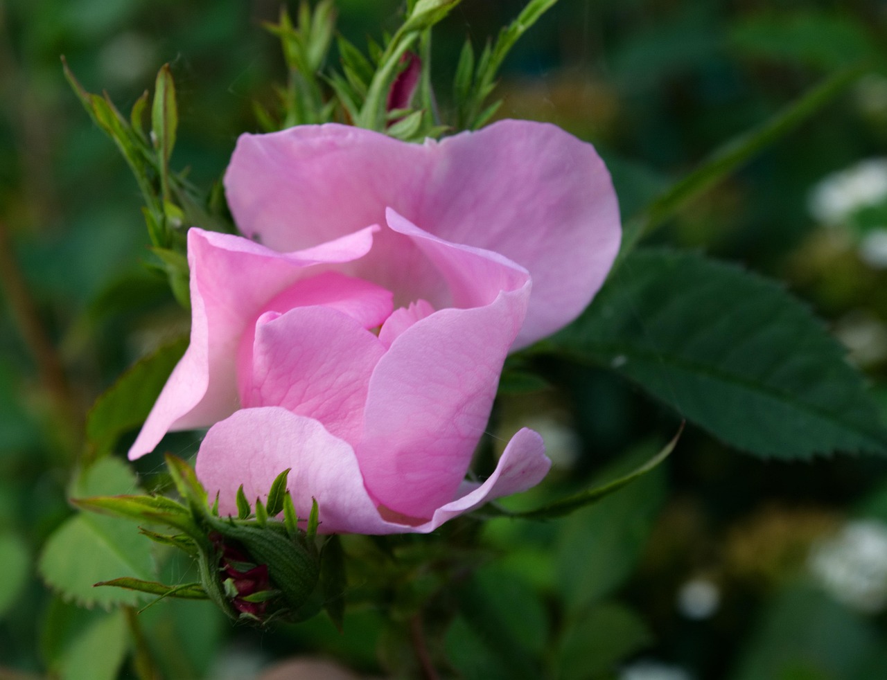 野玫瑰与海天的章节更新