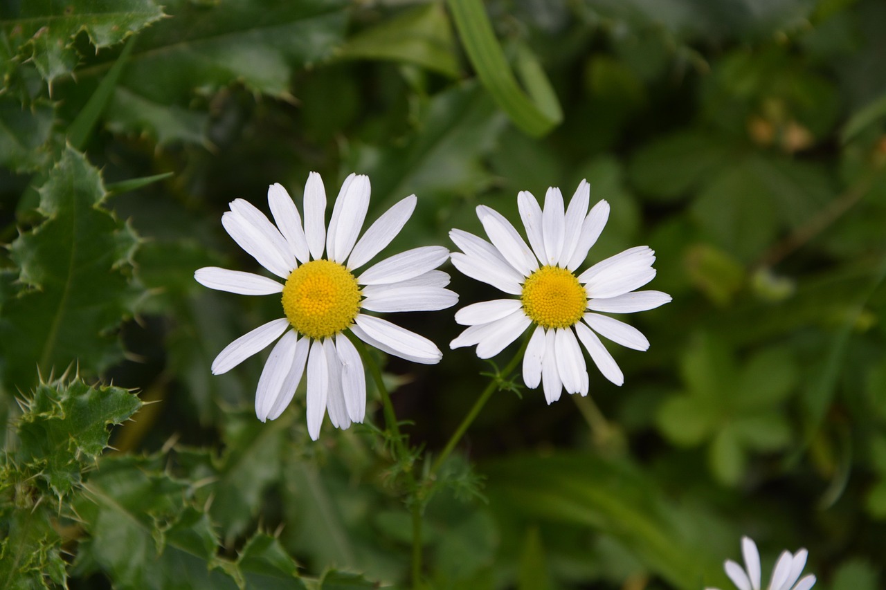电影雏菊，视觉与情感的完美交融盛宴的观后感分享