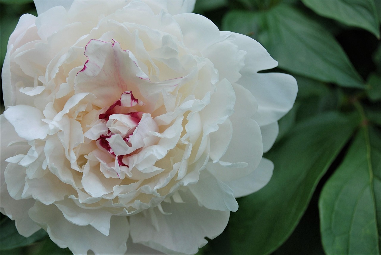 白牡丹价格分析，市场走势与影响因素探讨