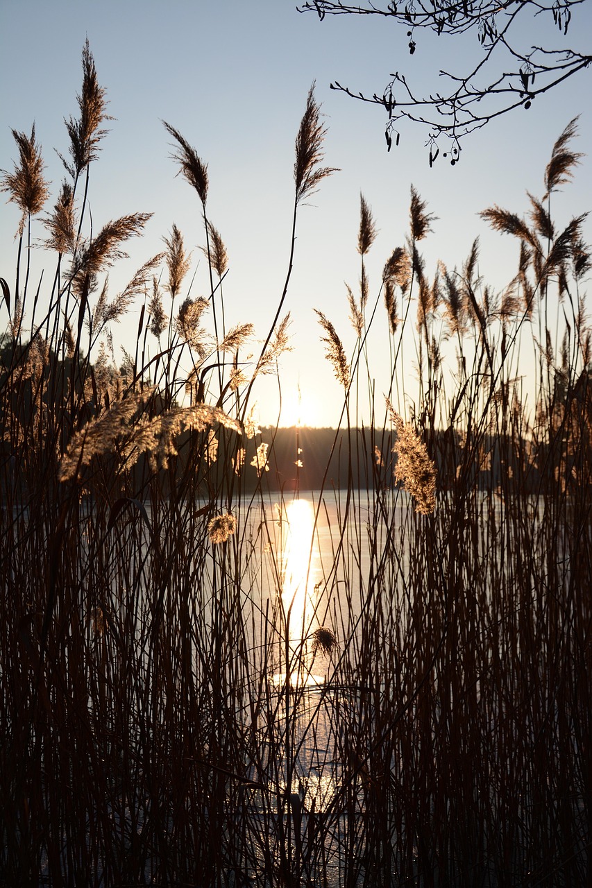 怡心湖最新动态,揭开未来生态宜居新篇章的序幕