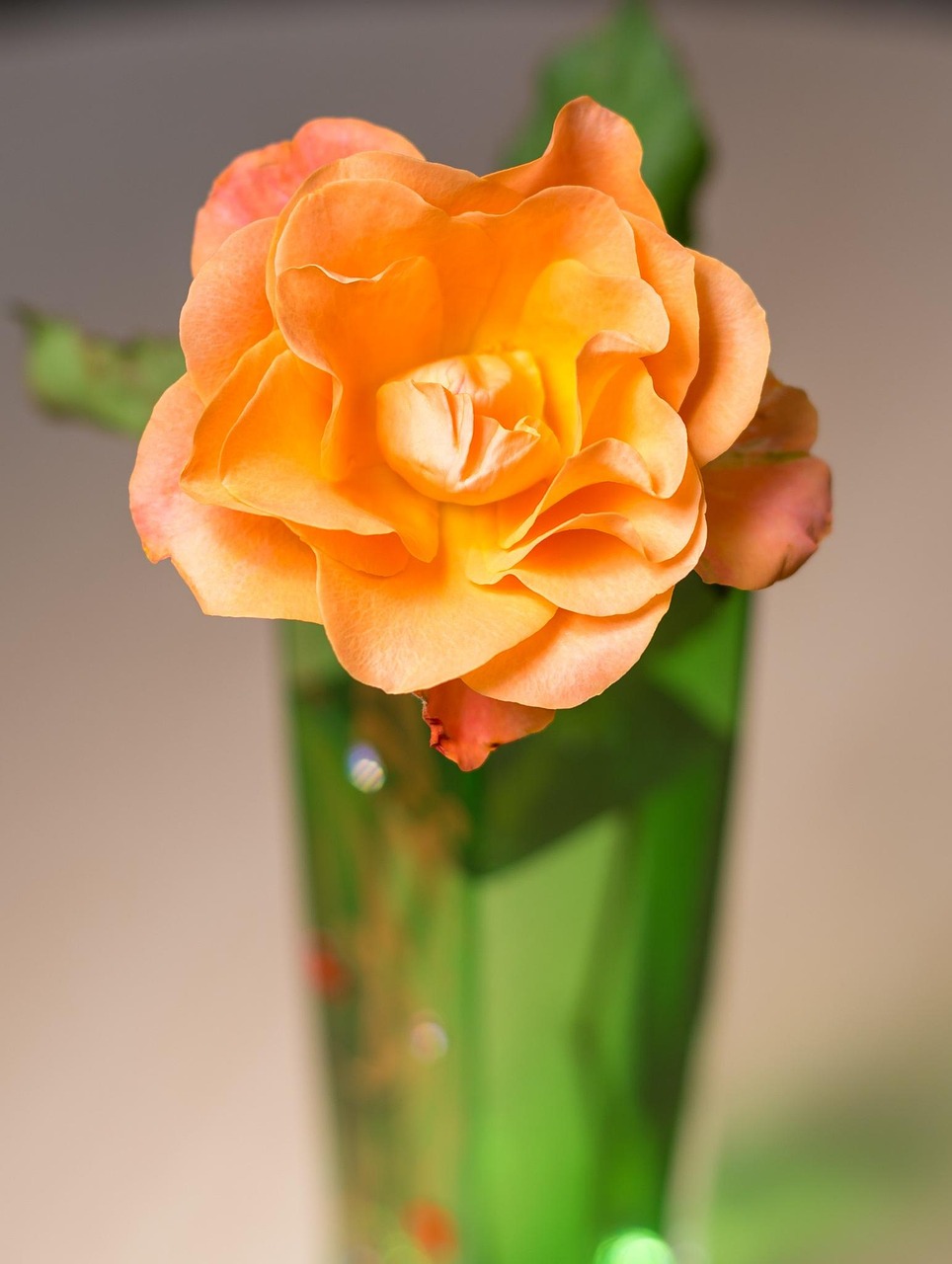 伯乐先生 第3页